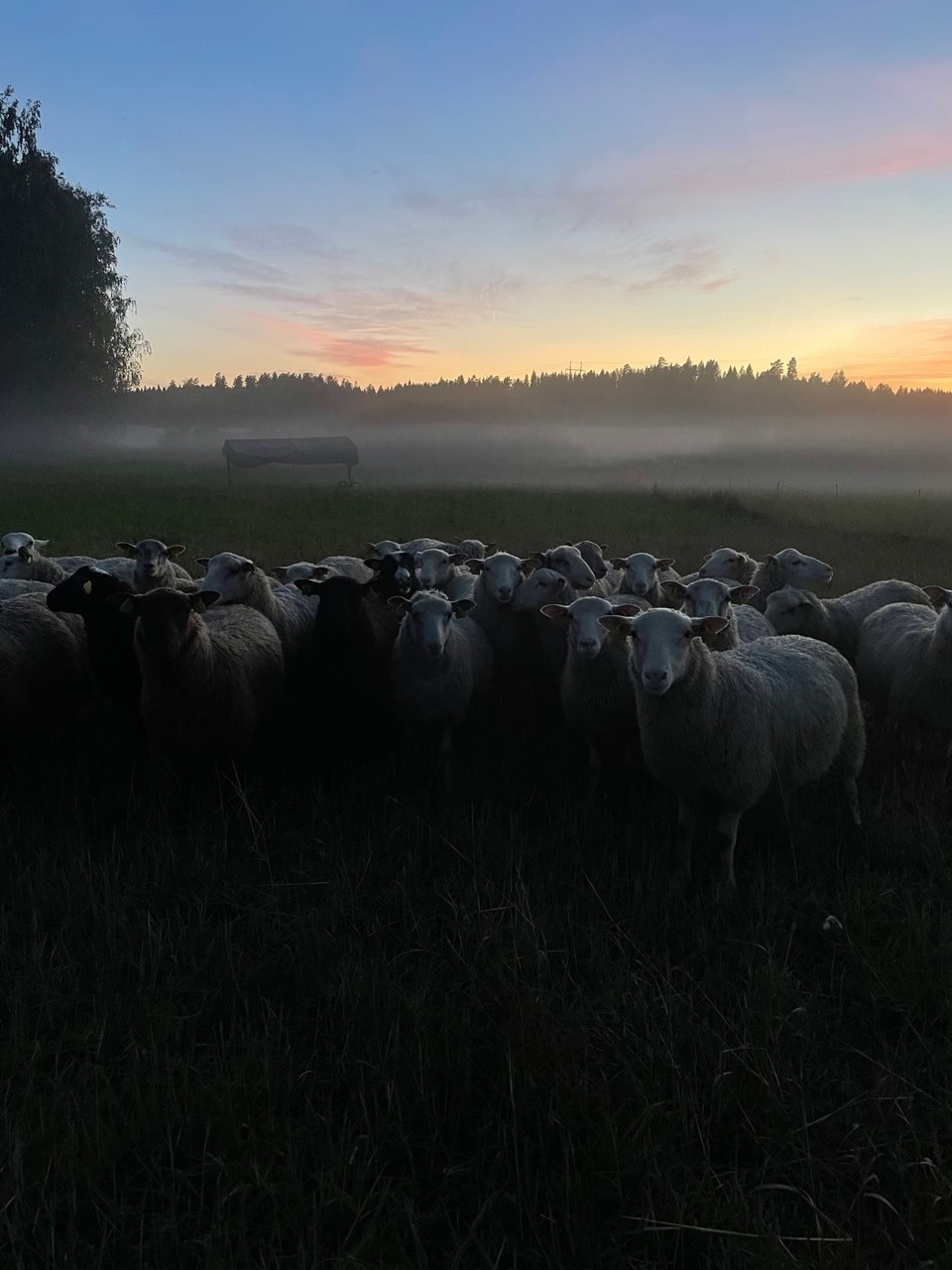 Lammaskatras laitumella auringonlaskun aikaan, usva laskeutuu pellon ylle